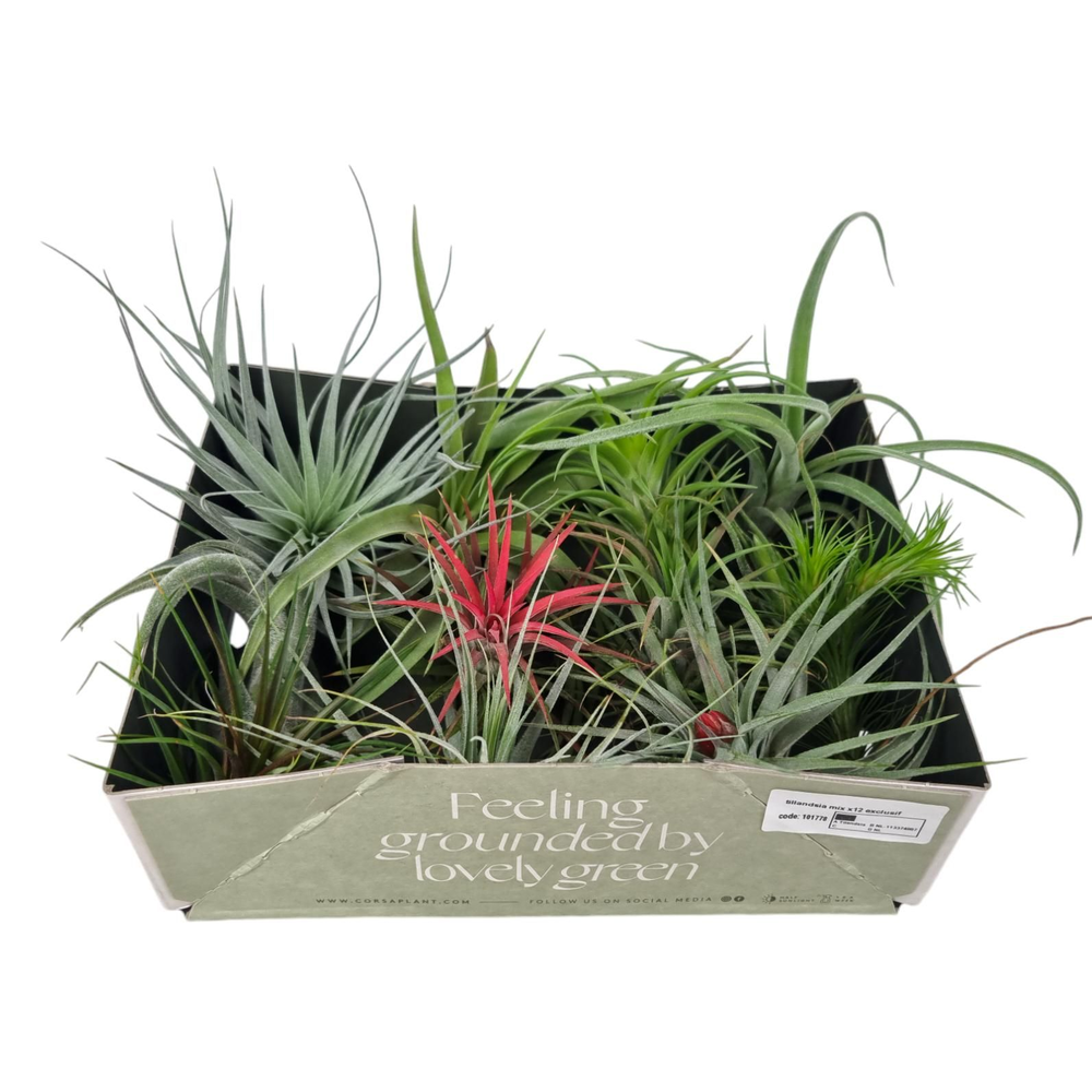 Tillandsia mix x12 exclusif.