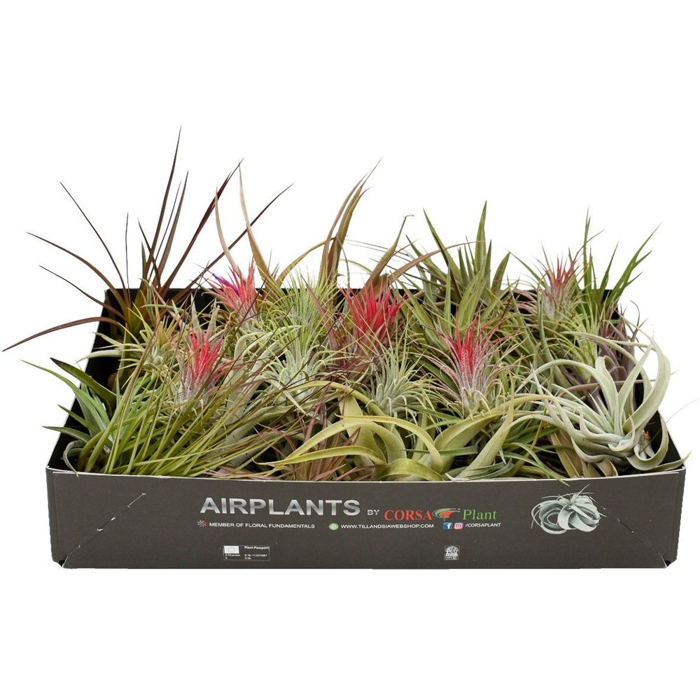 Tillandsia mix x40.