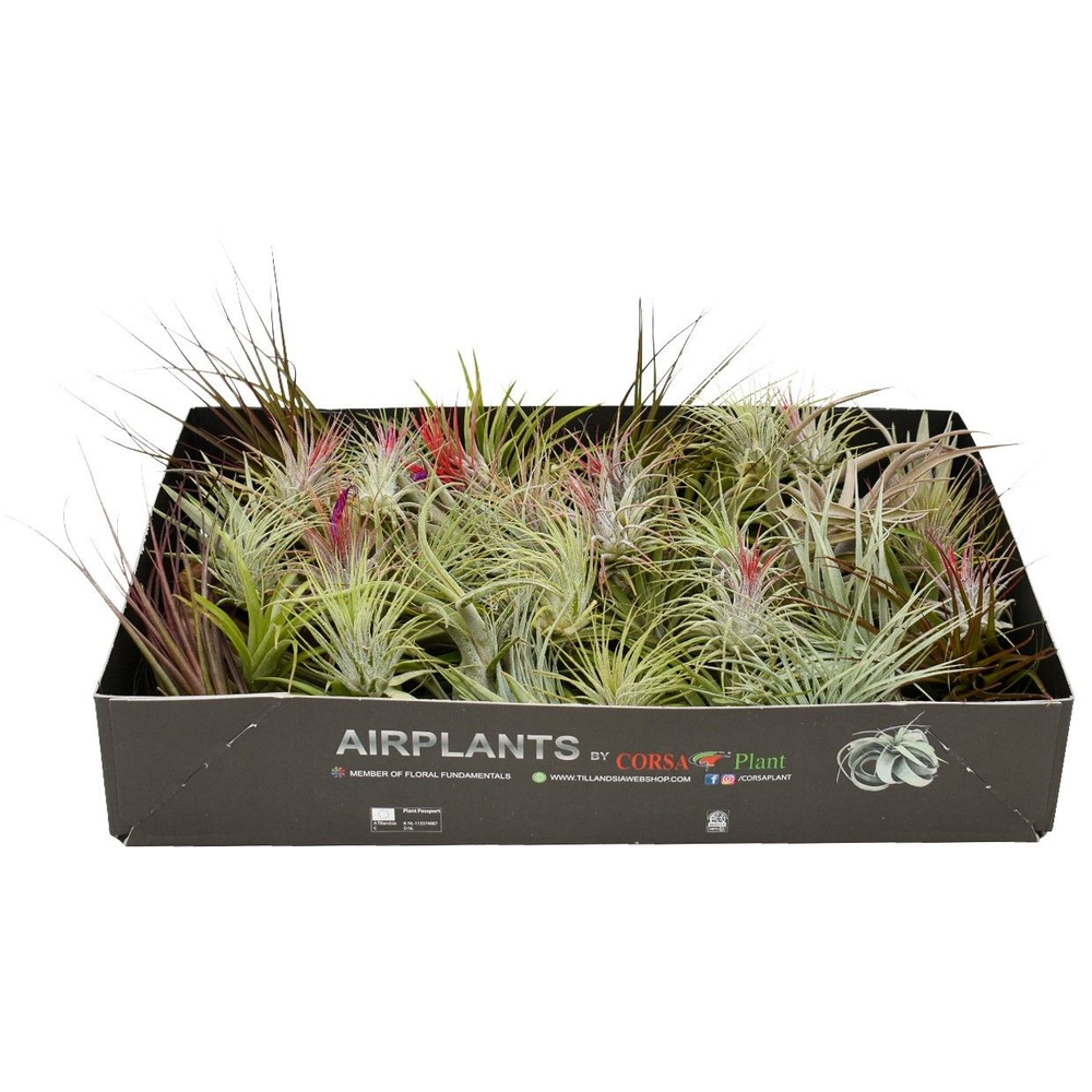 Tillandsia mix x50.