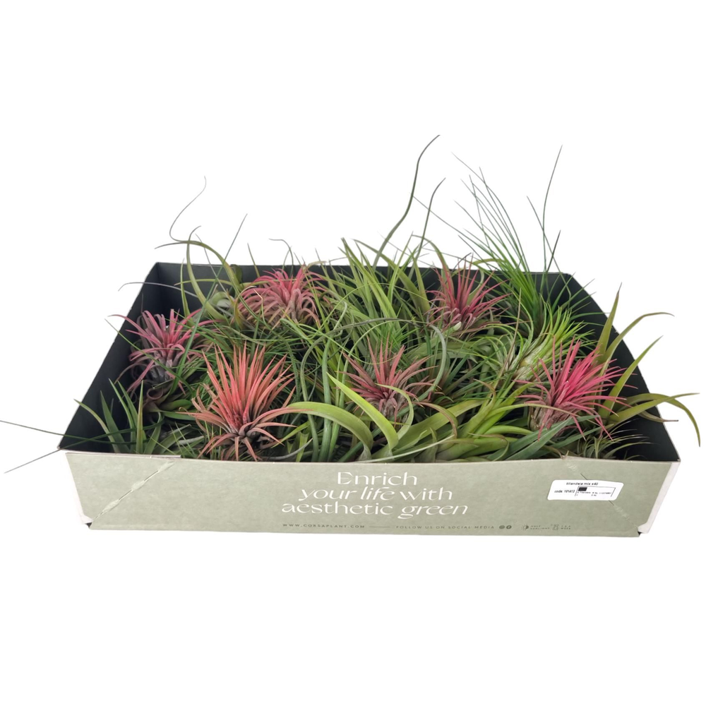 Tillandsia mix x25.