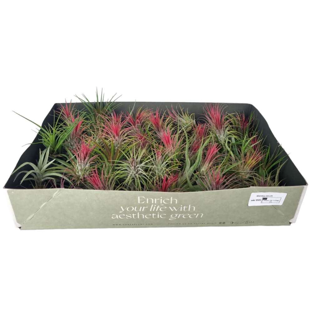 Tillandsia mix x70.