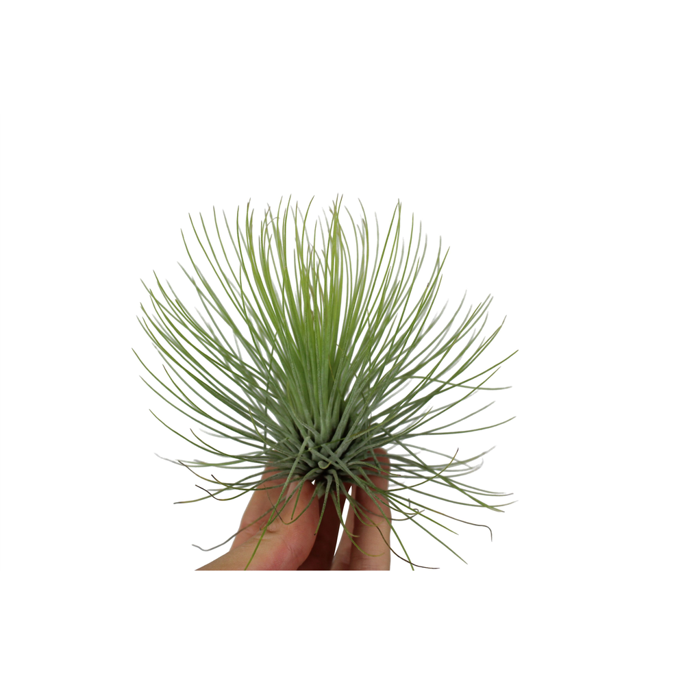 Tillandsia andreana.