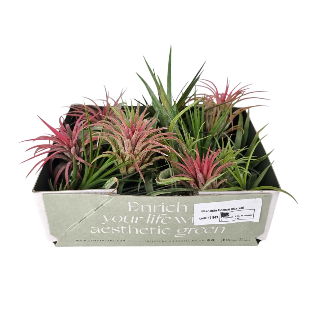Tillandsia Bonsai mix x30 (baby).