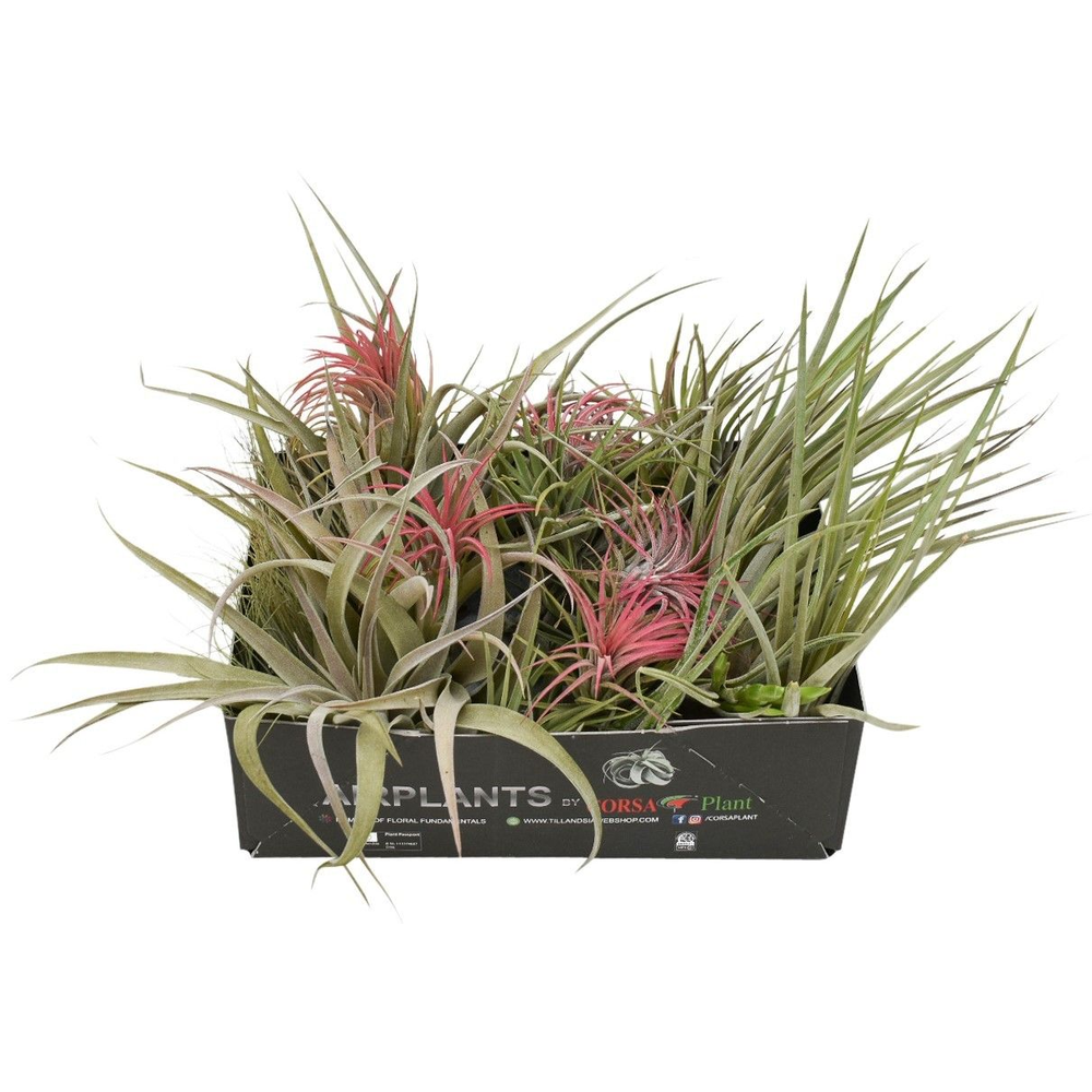 Tillandsia CS mix x25.