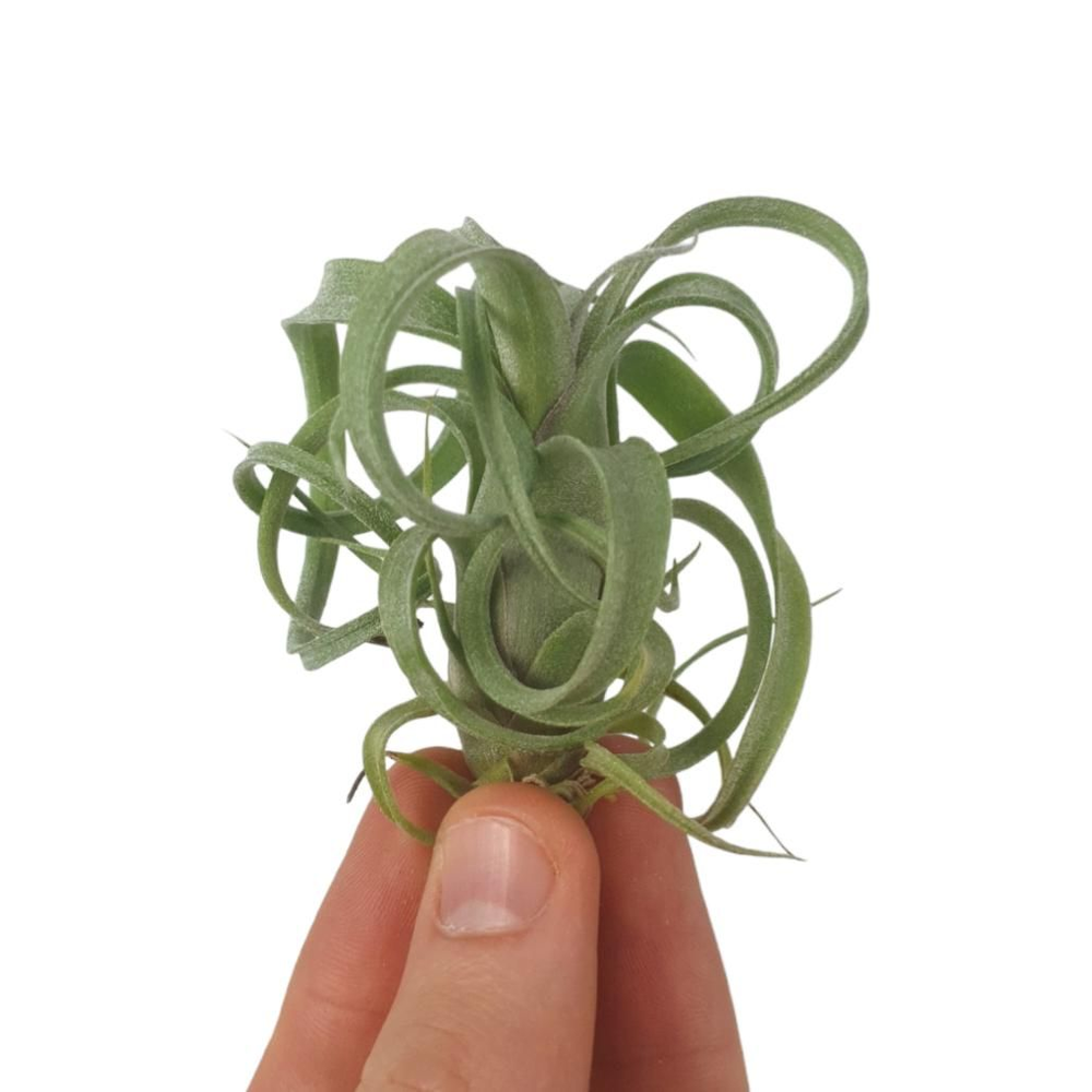 Tillandsia curly slim bonsai (baby).