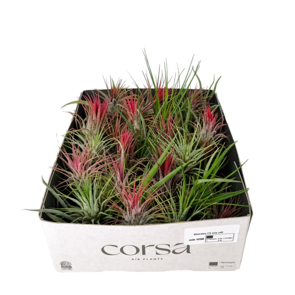 Tillandsia CS mix x40.