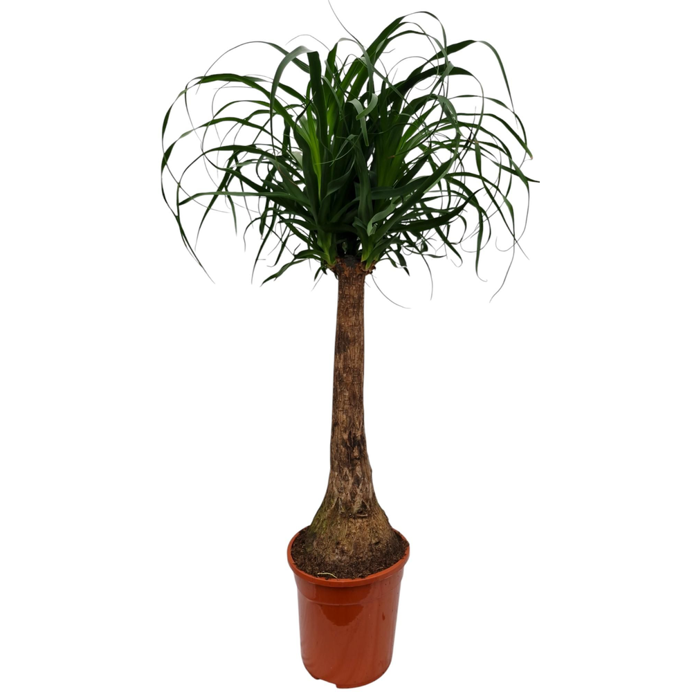 Beaucarnea 24 cm.