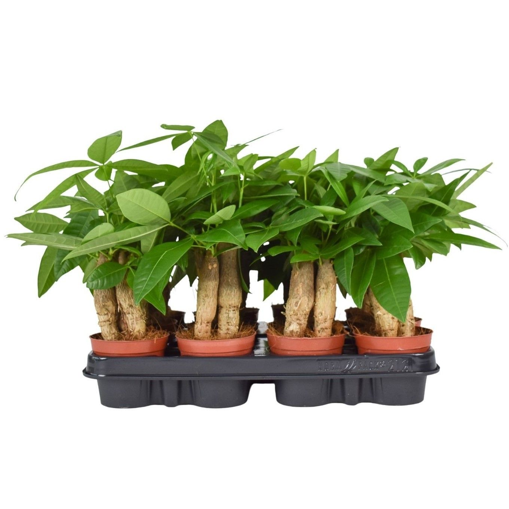 Pachira Aquatica 9 cm Triple stam.