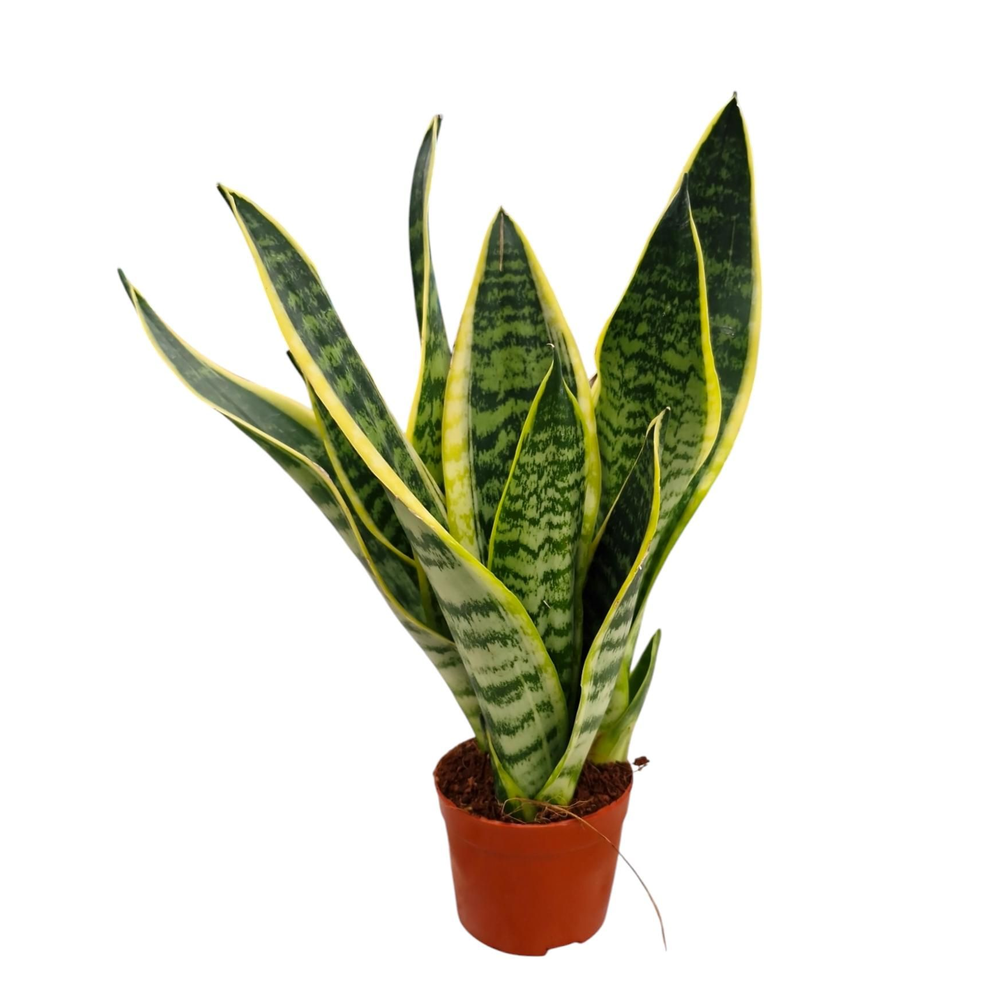 Sansevieria Superba 9.