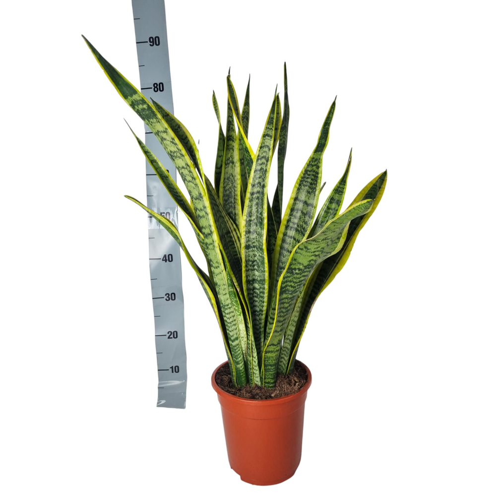 Sansevieria Laurentii 21 cm.