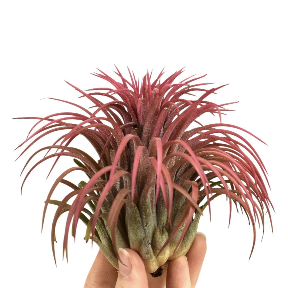 Tillandsia ionantha rood xxxl.