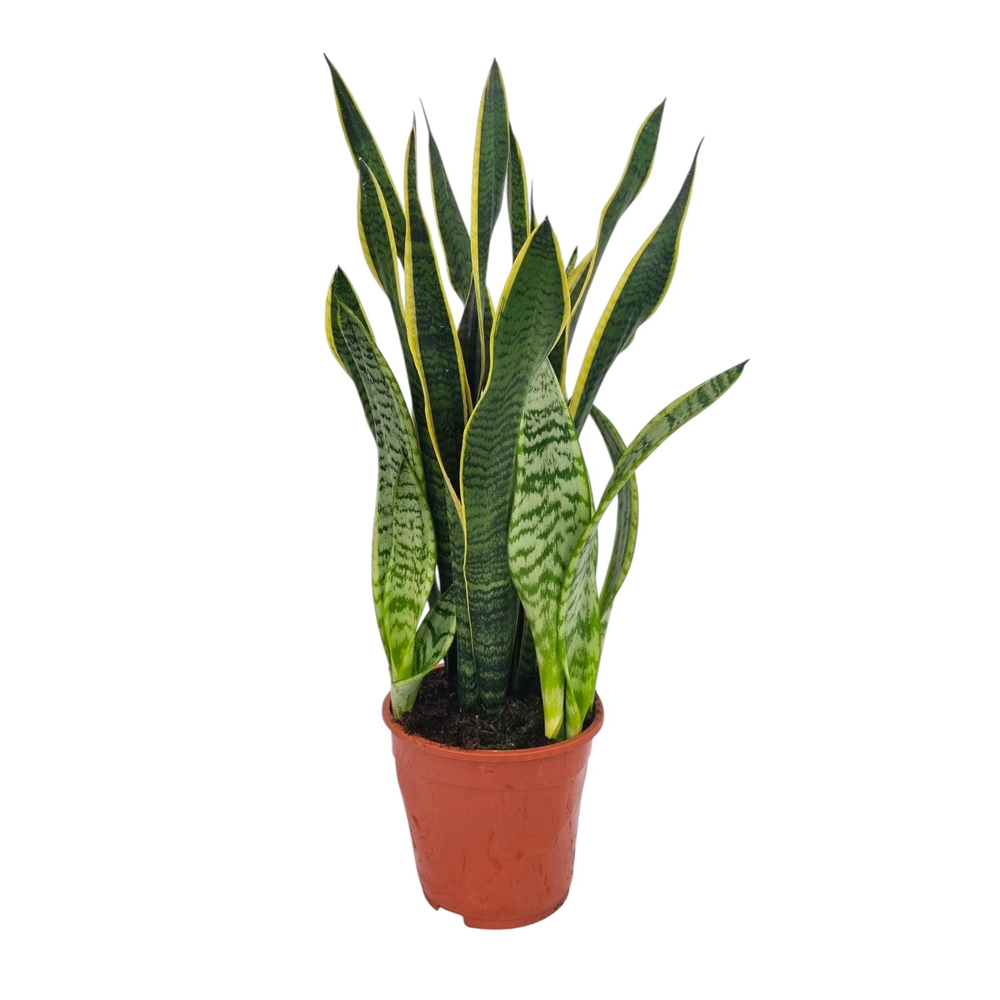 Sansevieria Laurentii 19 cm.