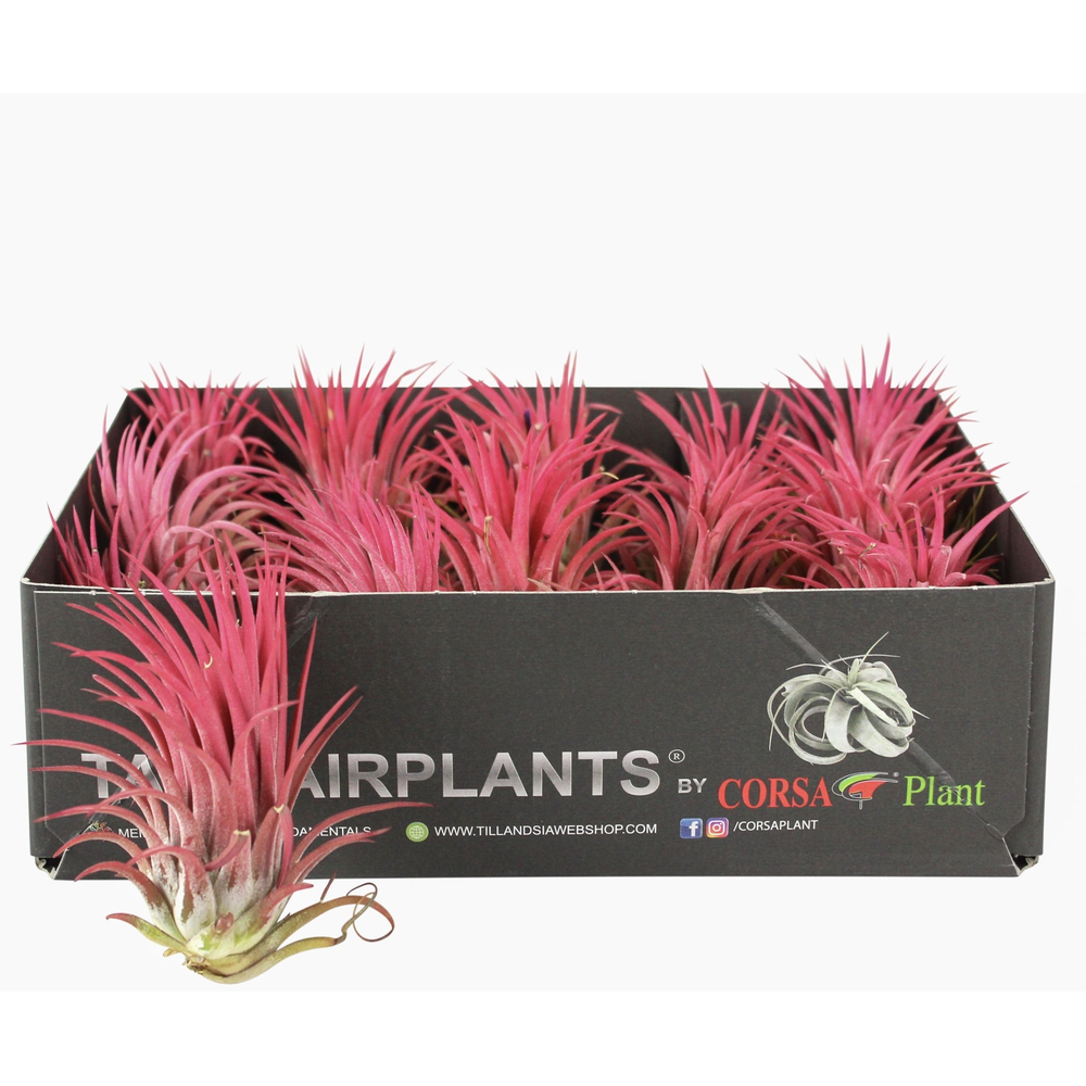 Tillandsia ionantha rood xl.