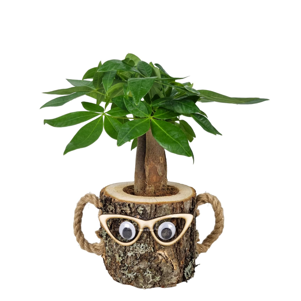 Pachira wood dude 12 cm.