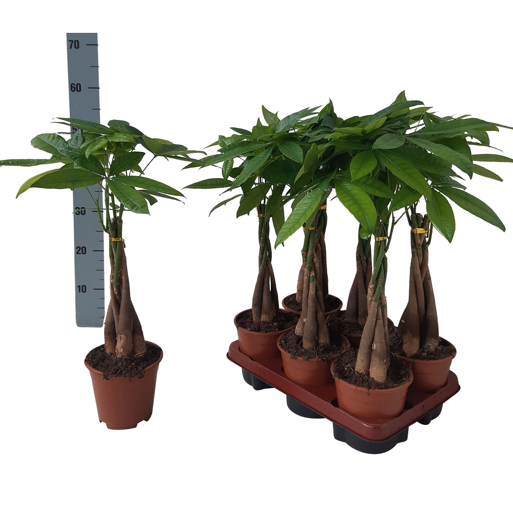 Pachira Aquatica 14 cm.