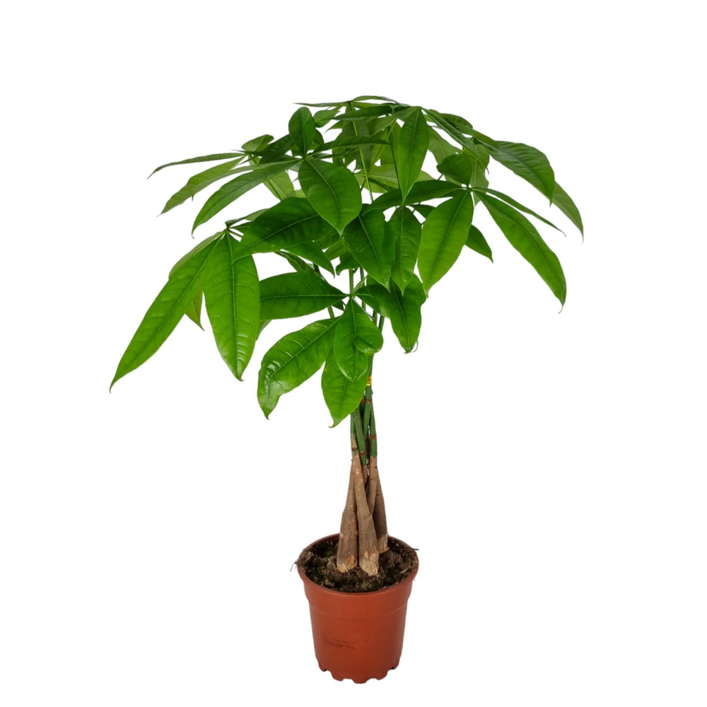 Pachira Aquatica 17 cm.