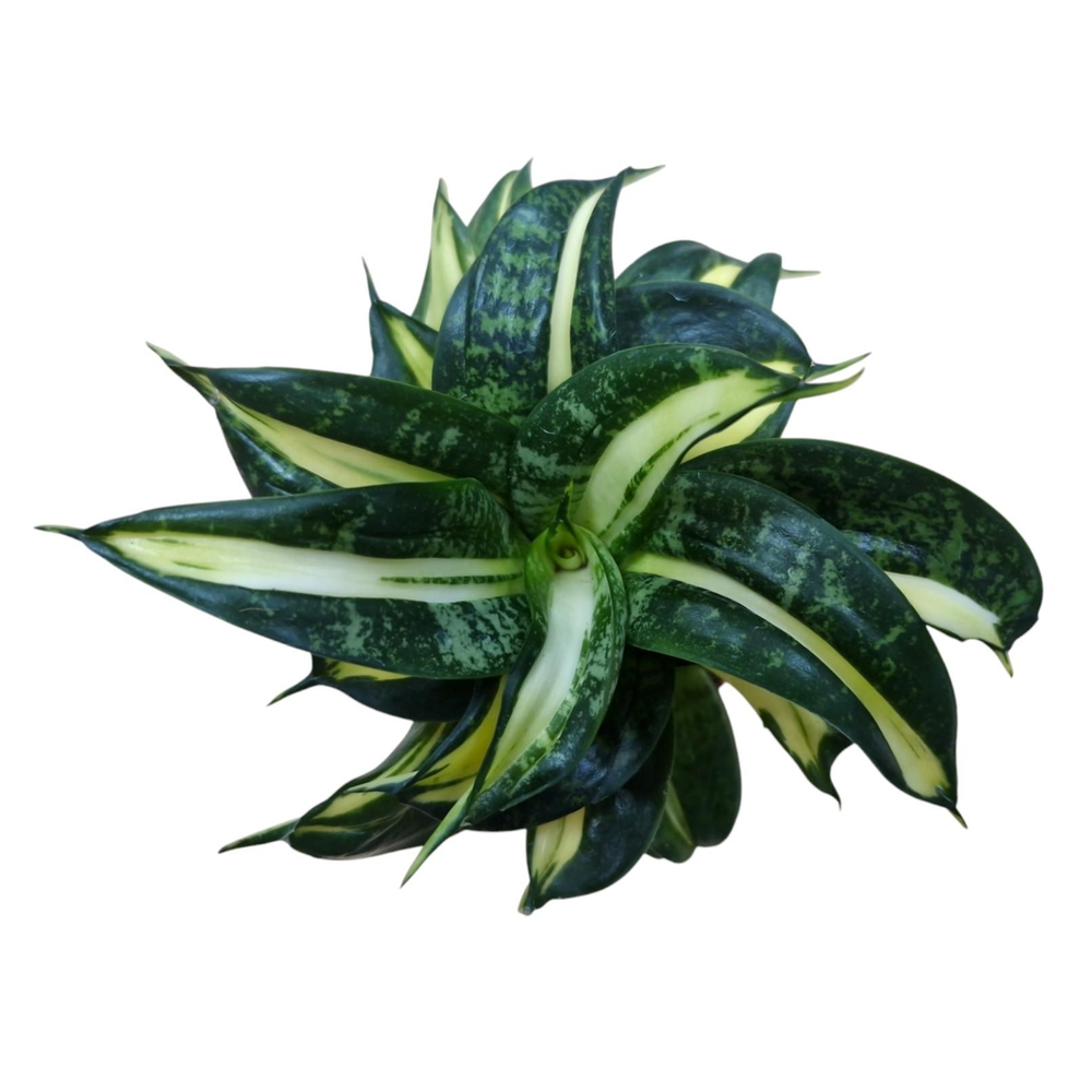 Sansevieria Spiral Star 9 cm.