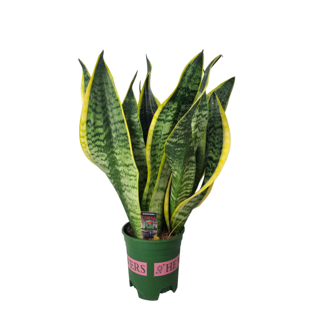 Sansevieria Superba 12 cm.