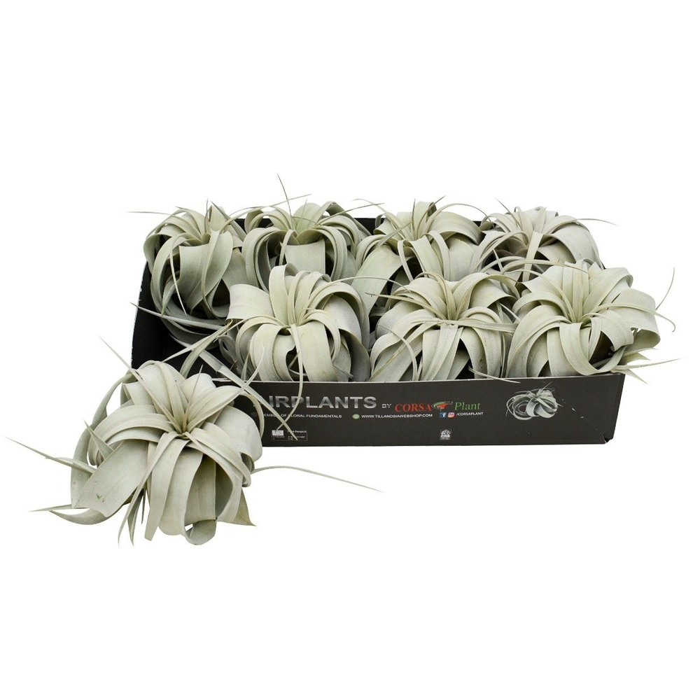 Tillandsia xerographica x8.