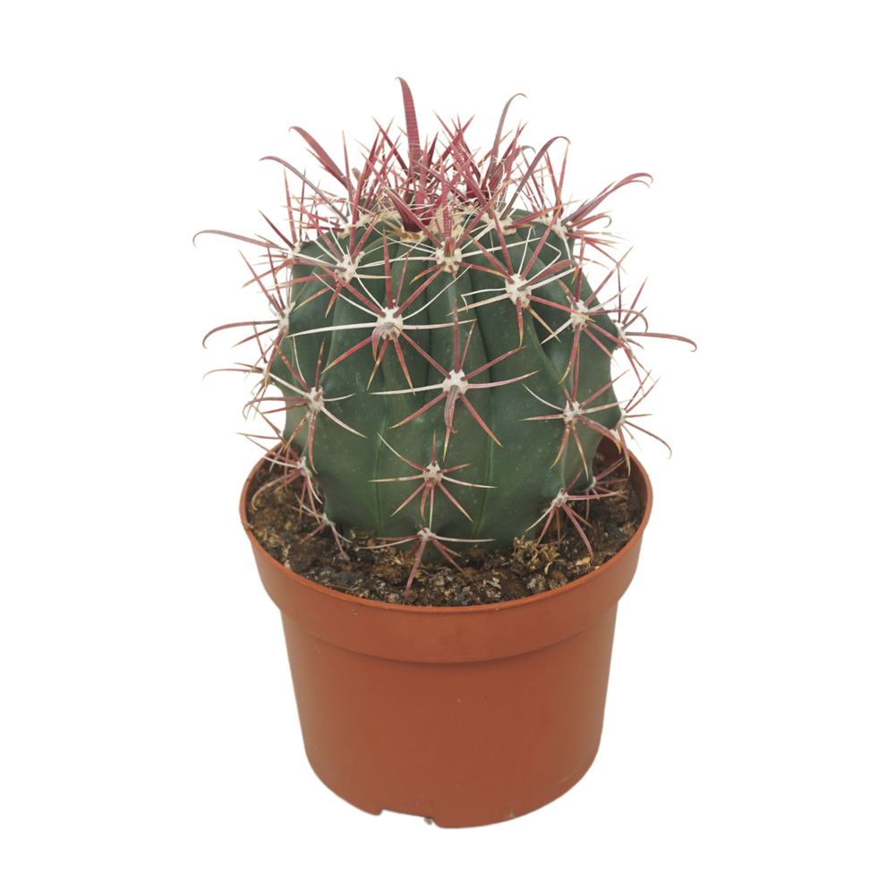 Ferocactus horridus 13 cm.
