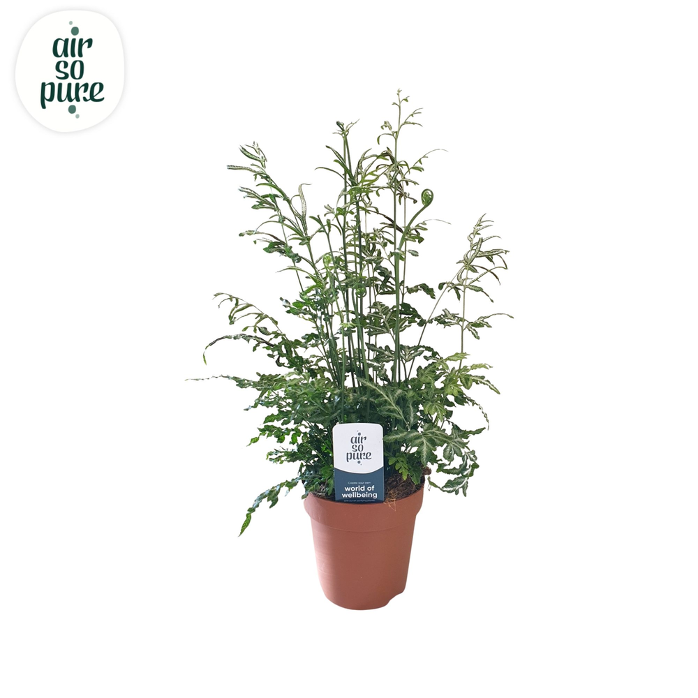 Pteris evergemiensis -Air So Pure.