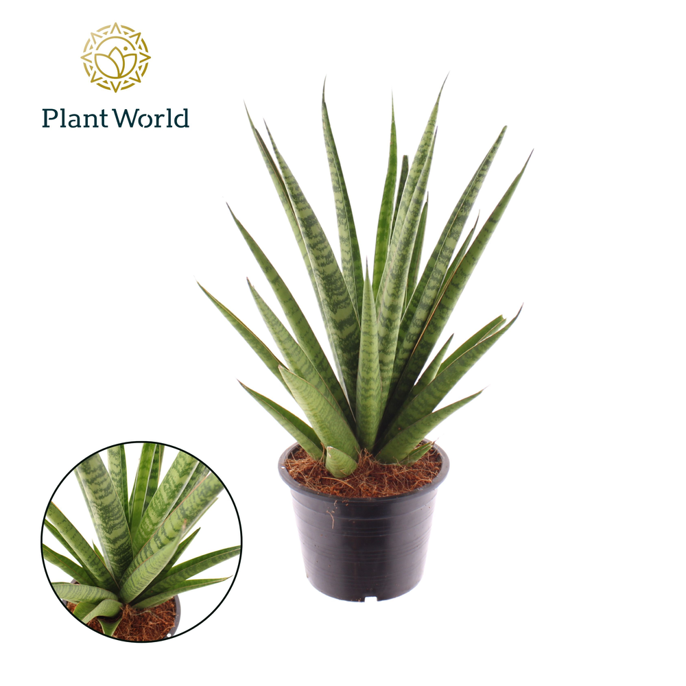 Sansevieria 'trifciata' Pineapple.