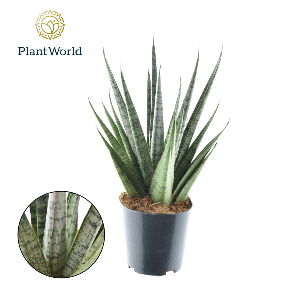 Sansevieria Sem.