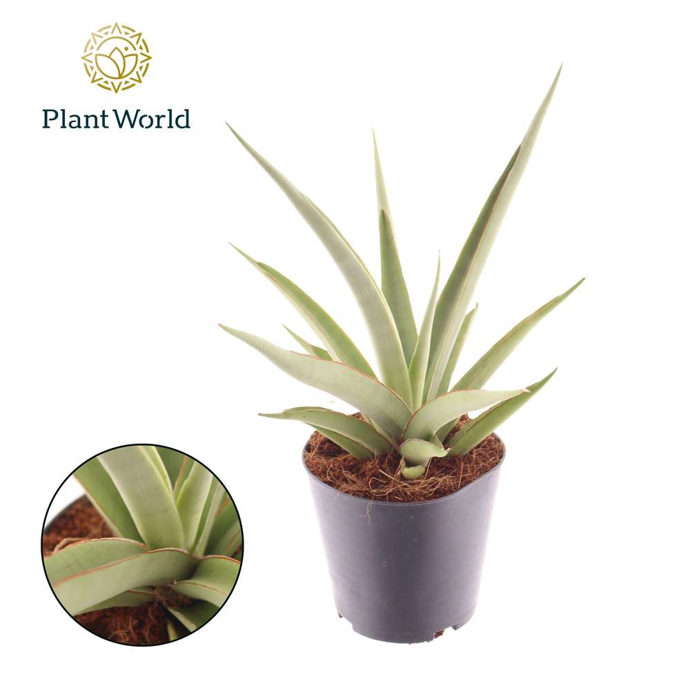 Sansevieria Silver Syreni.