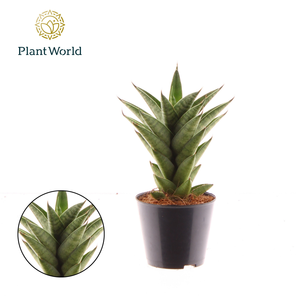 Sansevieria 'Starshooter'.