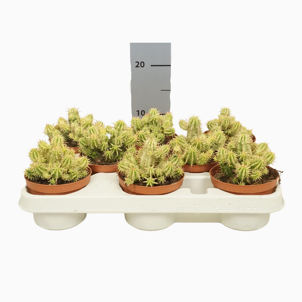 Euphorbia aggregata variegata 10,5 cm.