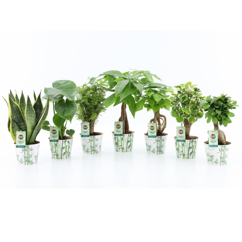 Exotic Green Mix in Potcover Bamboo.