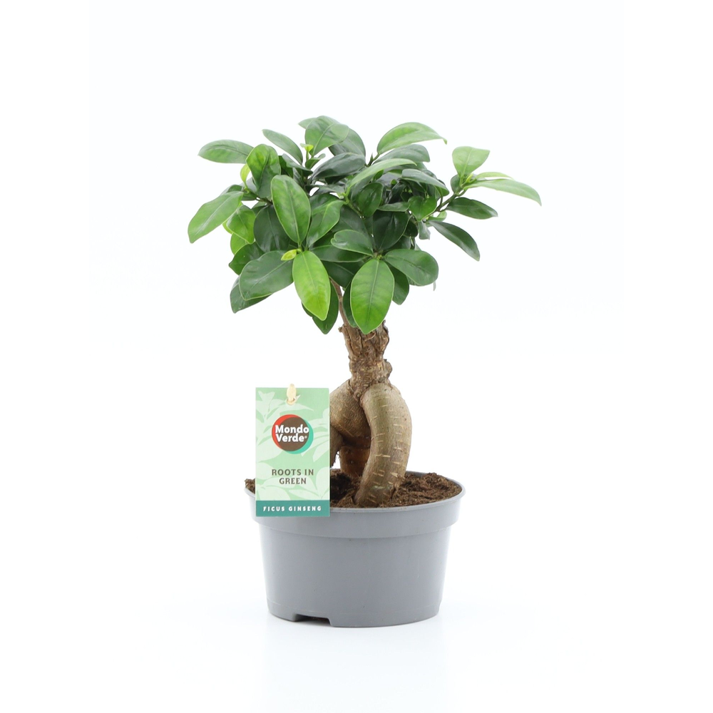 Ficus microcarpa Ginseng Bonsai Schaal.