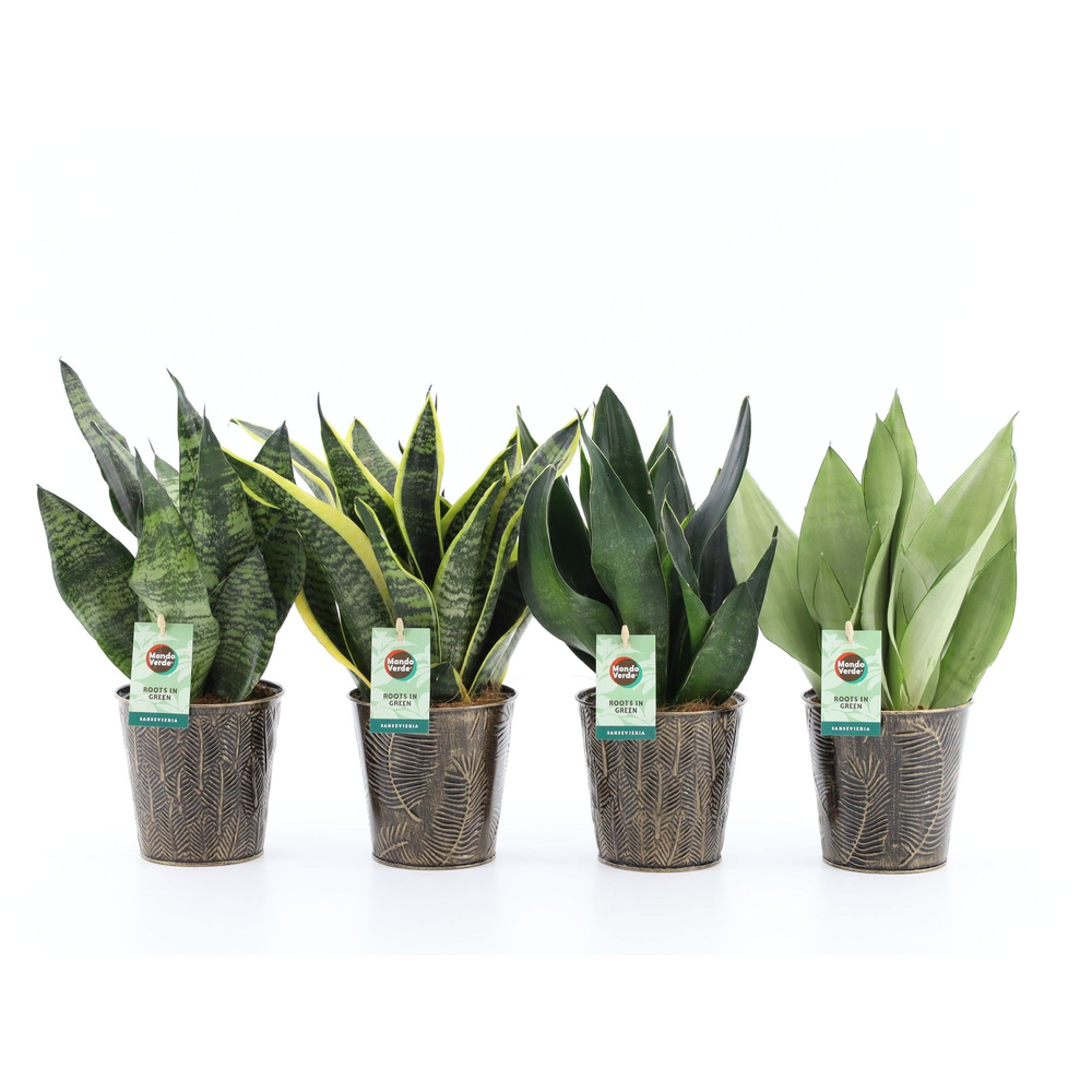 Sansevieria Mix in Iron Leaf.