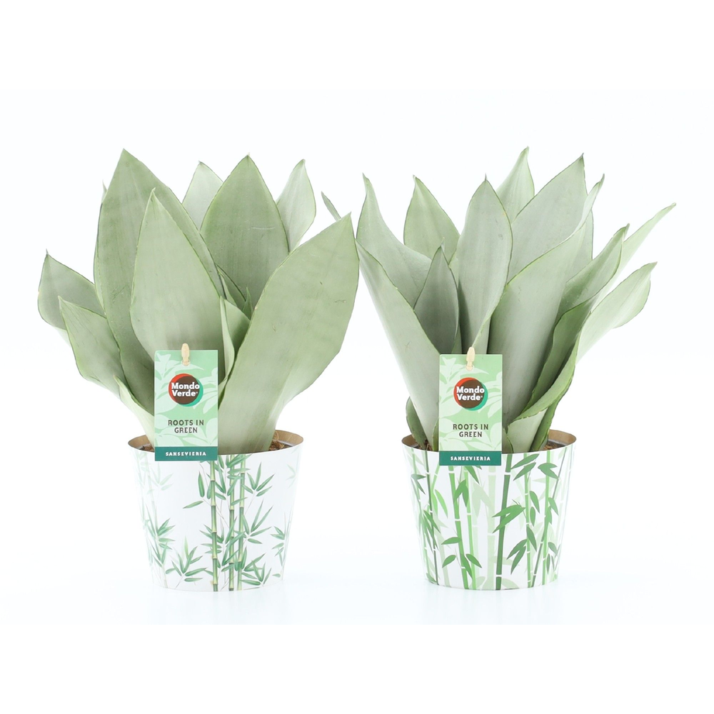 Sansevieria Moonshine in Potcover Bamboo.