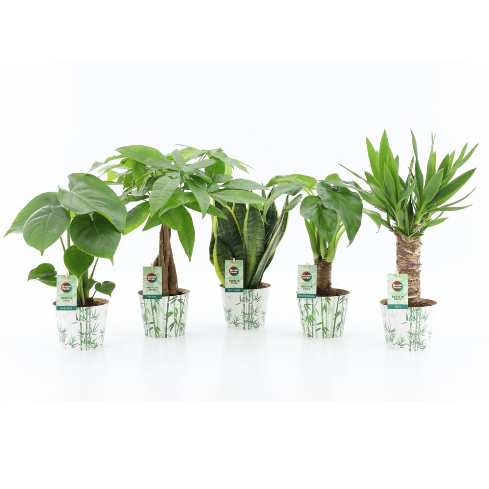 Tropic Mix im Topfdeckel Bamboo.