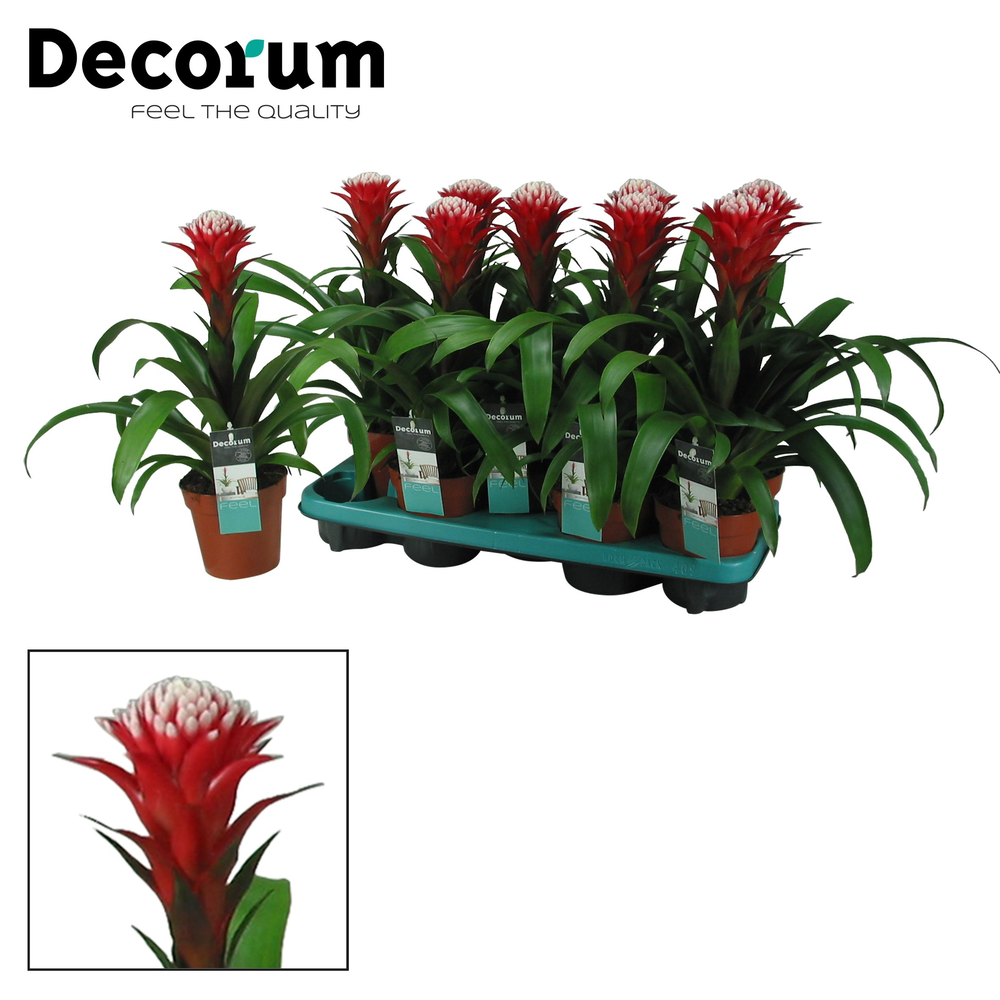 Guzmania Hope (Decorum).
