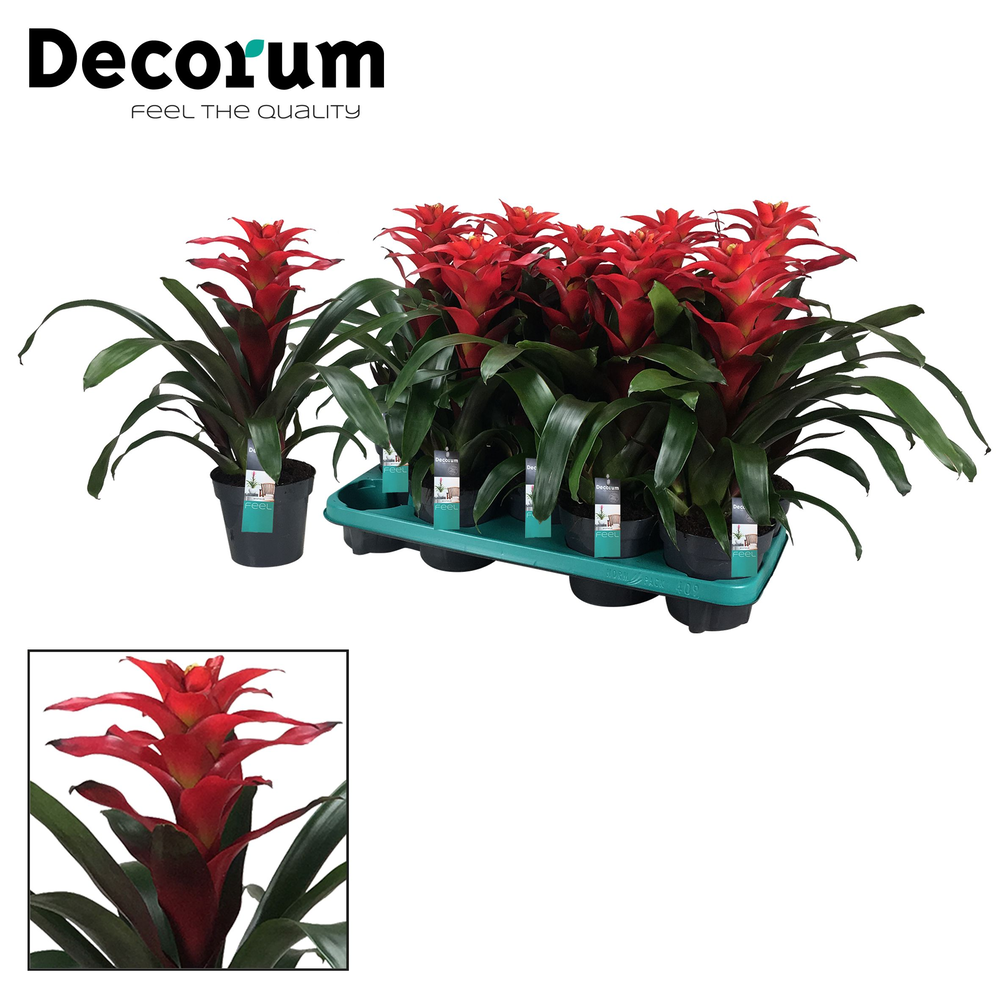 Guzmania Optima Squarrosa (Decorum).