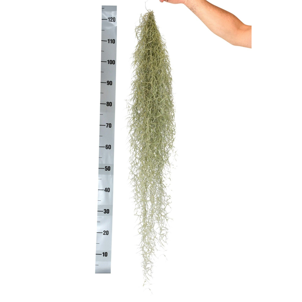 Tillandsia usneoides grey extreme.