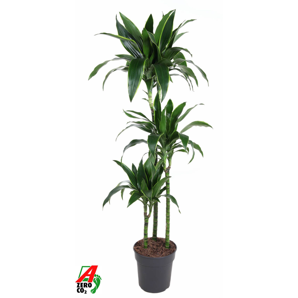 Dracaena Arturo 90-60-30.
