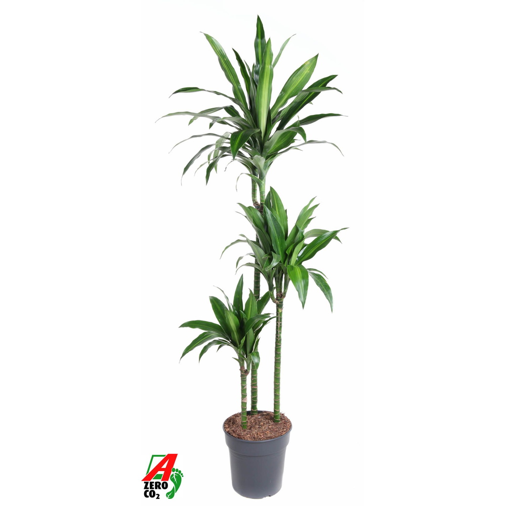 Dracaena Paloma 90-60-30.