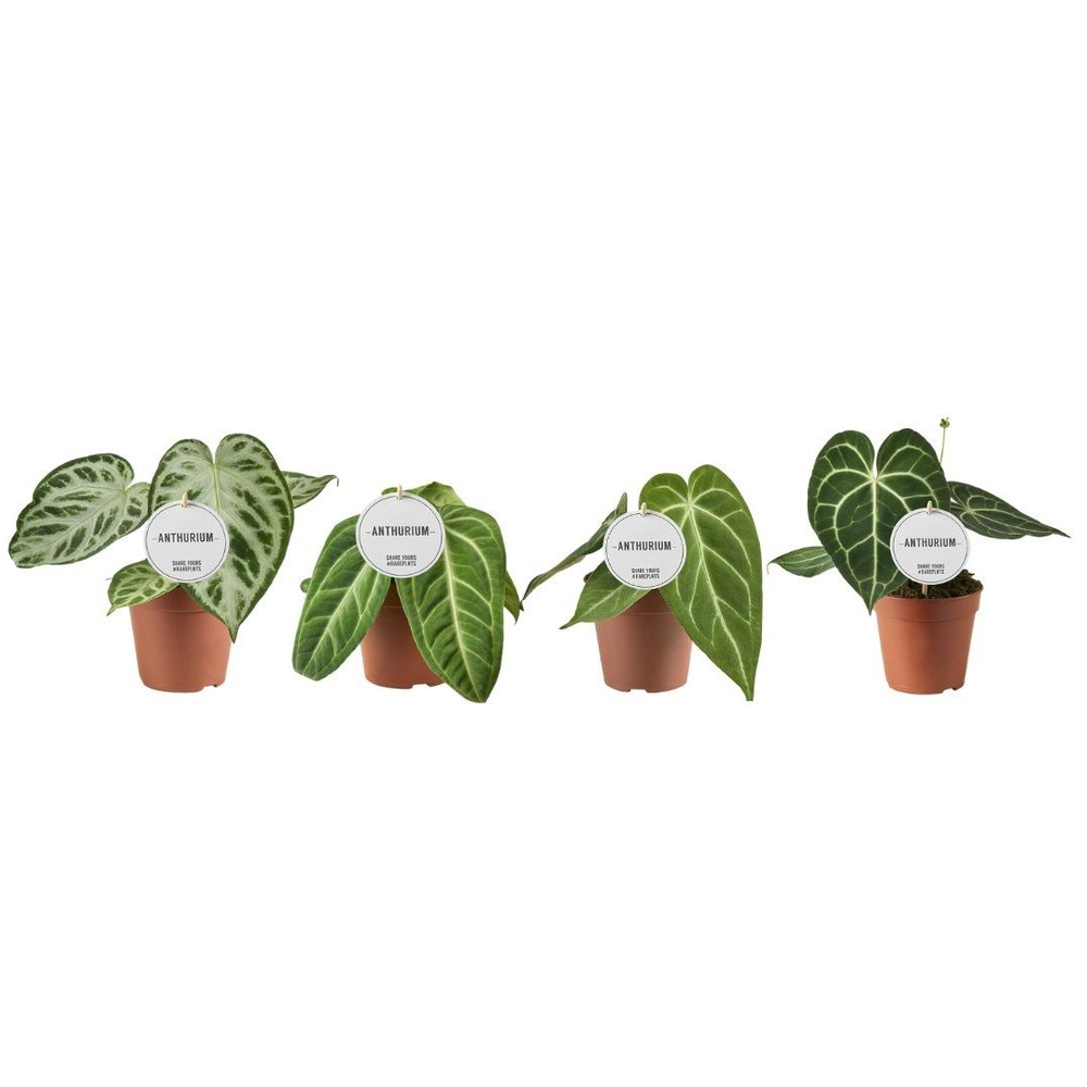 Anthurium Mix.