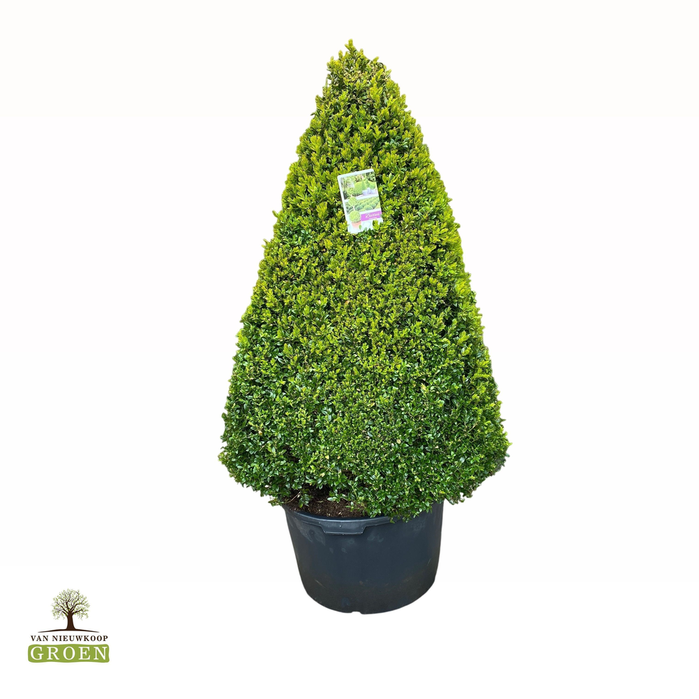 Buxus sempervirens Egyptische piramide 4vlak 120cm.