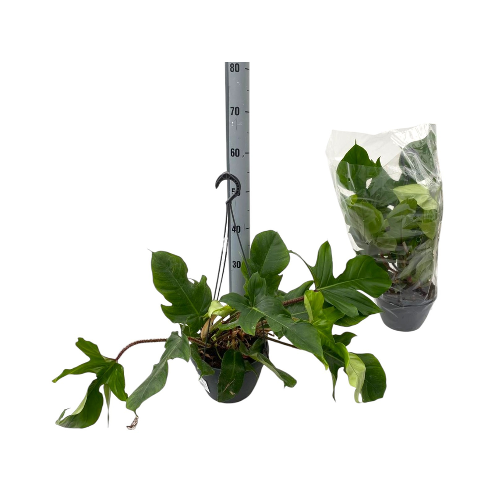 Philodendron Squamifer. BK20.