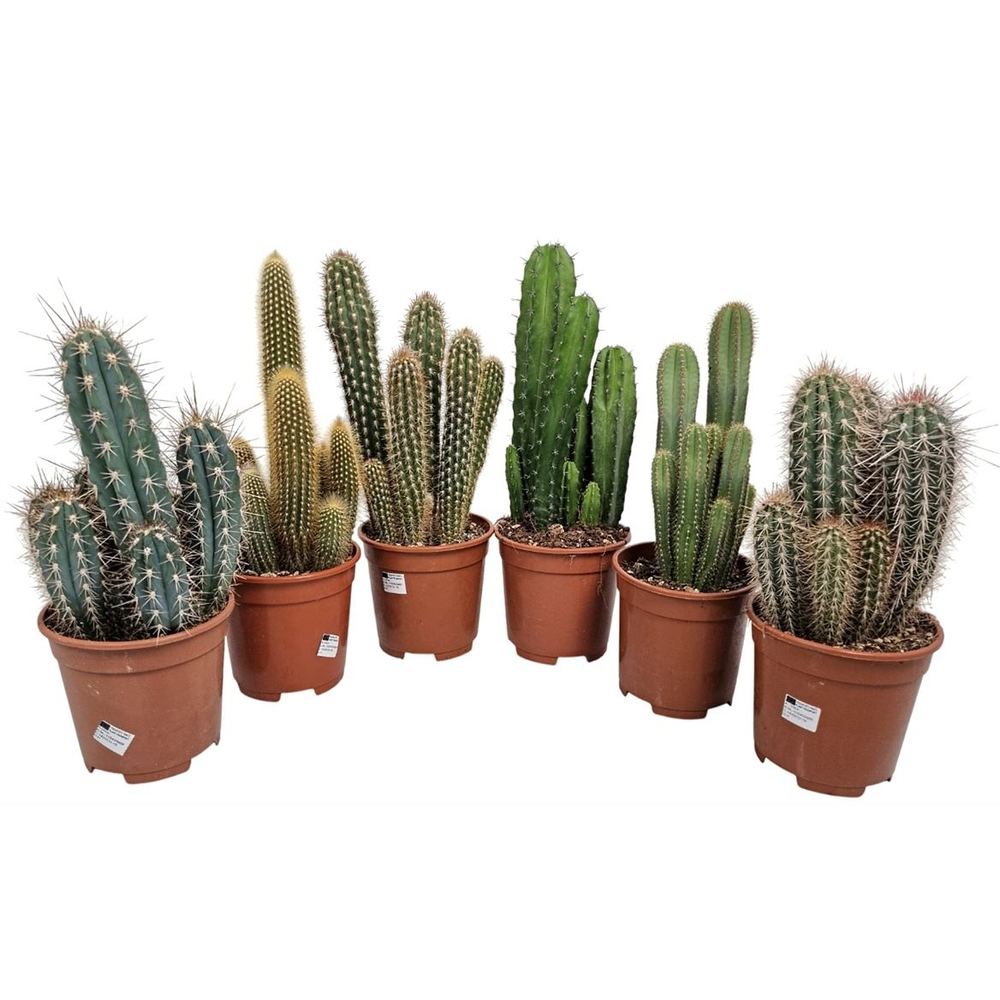 Cereus Mixdoos.