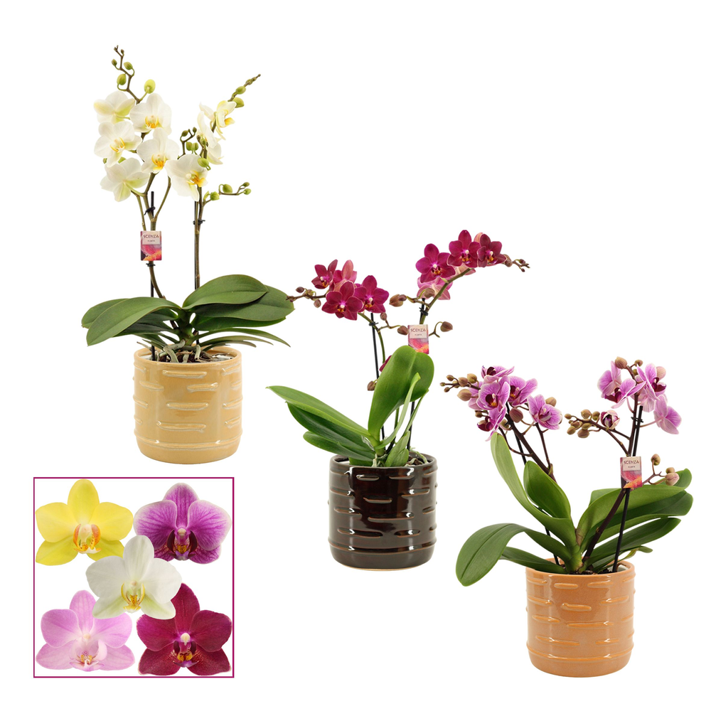 Phalaenopsis multiflora 2 tak mix in Lois (Deco-co.