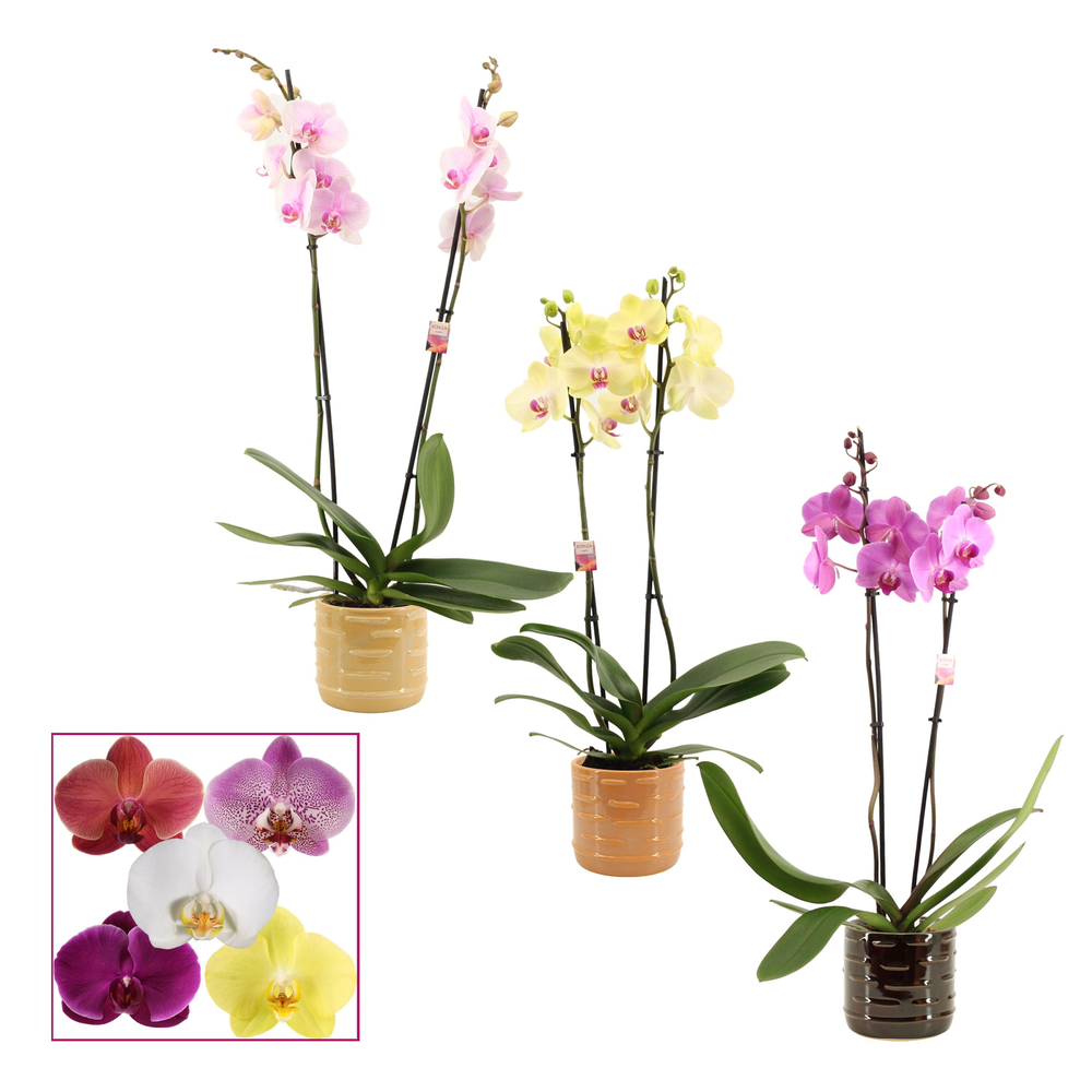 Phalaenopsis 2 tak 14+ mix in Lois (Deco-collectio.