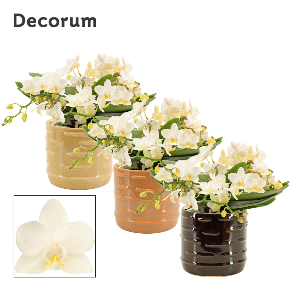 Phalaenopsis table Whitney 4+ tak in Lois (Deco-co.