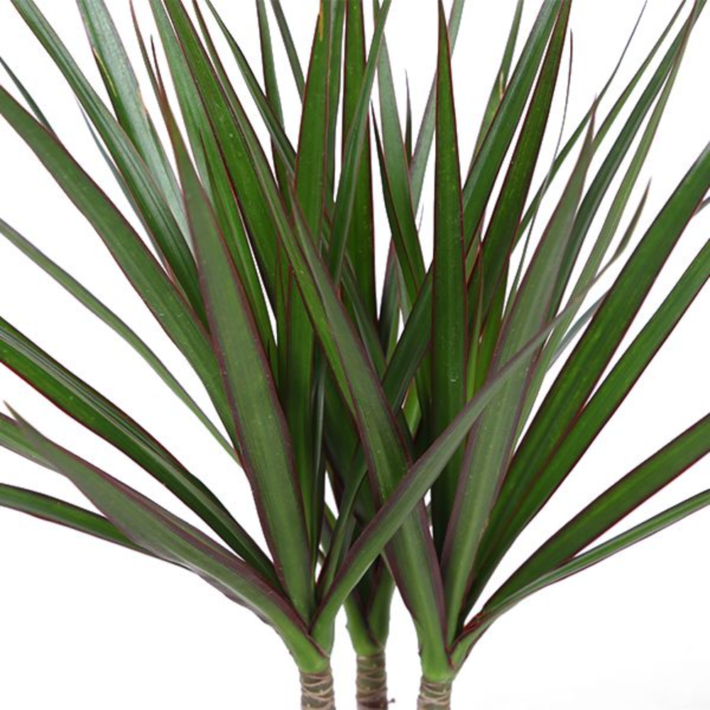 Dracaena Marginata p12.