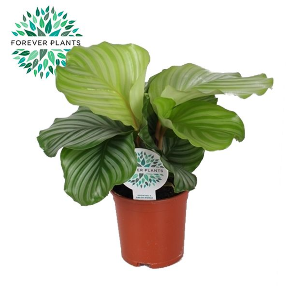 Calathea Orbifolia p14.