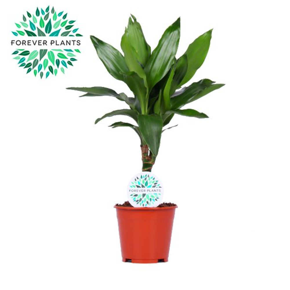 Dracaena Janet Lind p14.